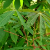Red petiole. Red stipule. Green stem. Narrow leaf.