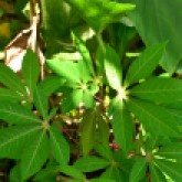 Magenta petiole. Magenta stipule. Green stem. Wide leaf.