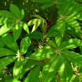 Magenta petiole. Magenta stipule. Green stem. Wide leaf.