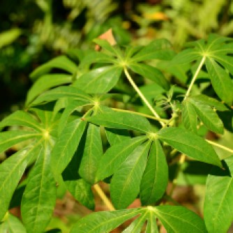 Green petiole. Green stipule. Green stem. Narrow leaf.